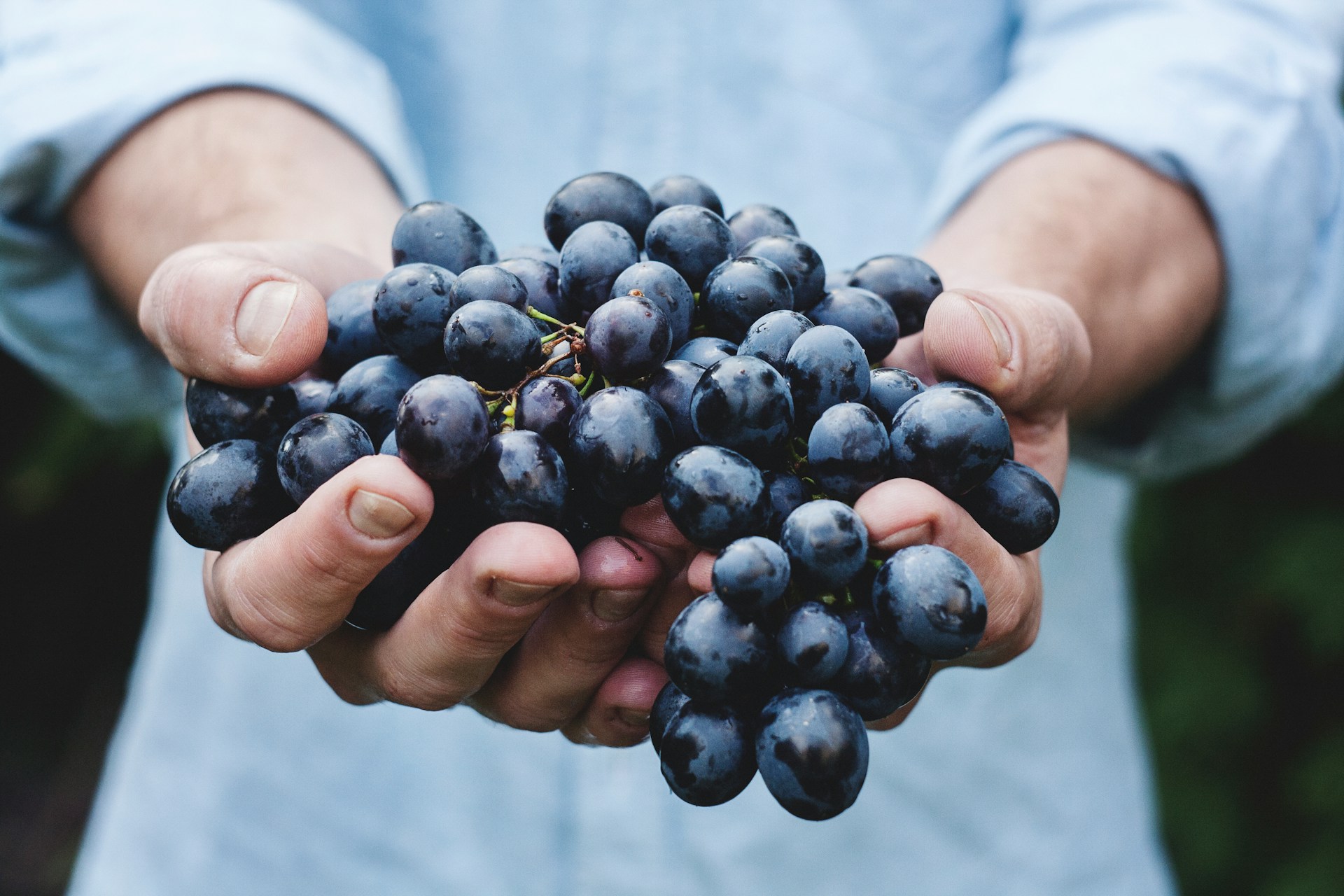 Hands holding freshly picked Pinot Noir grapes
