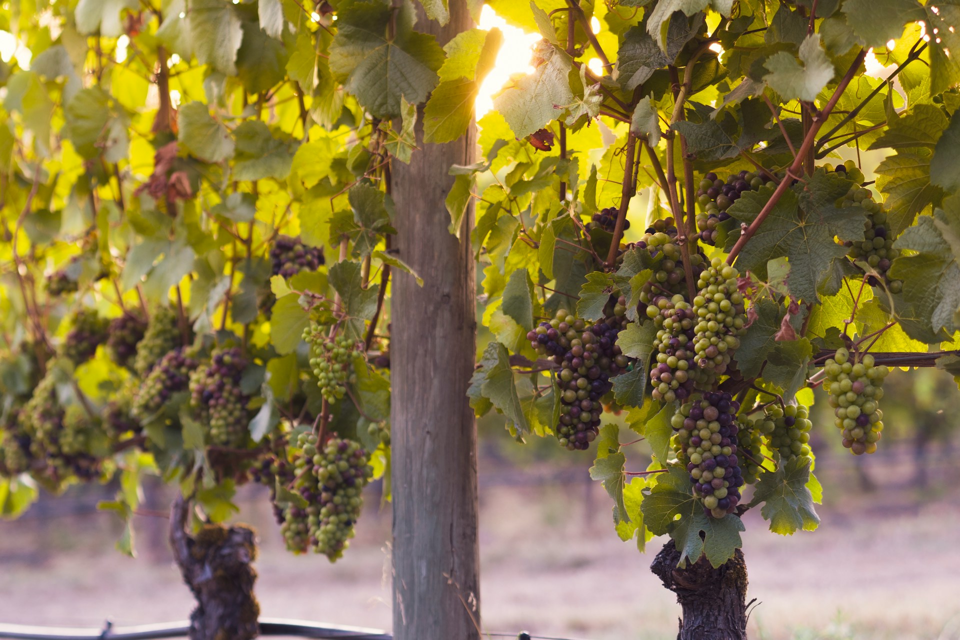 Rows of vines in the Foxtrot estate vineyard